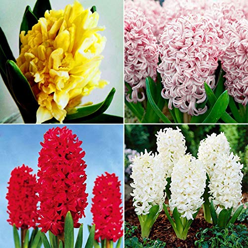 100 semillas de Hyacinthus Orientalis ornamentales para jardín, oficina, bonsái, decoración blanca, jacinthus orientalis para mujeres, hombres, niños, principiantes, jardineros regalo