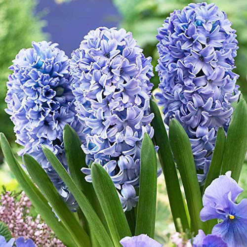 100 semillas de Hyacinthus Orientalis ornamentales para jardín, oficina, bonsái, decoración blanca, jacinthus orientalis para mujeres, hombres, niños, principiantes, jardineros regalo