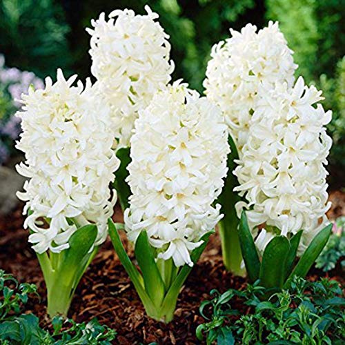 100 semillas de Hyacinthus Orientalis ornamentales para jardín, oficina, bonsái, decoración blanca, jacinthus orientalis para mujeres, hombres, niños, principiantes, jardineros regalo