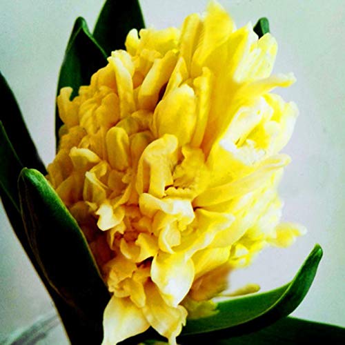 100 semillas de Hyacinthus Orientalis ornamentales para jardín, oficina, bonsái, decoración blanca, jacinthus orientalis para mujeres, hombres, niños, principiantes, jardineros regalo
