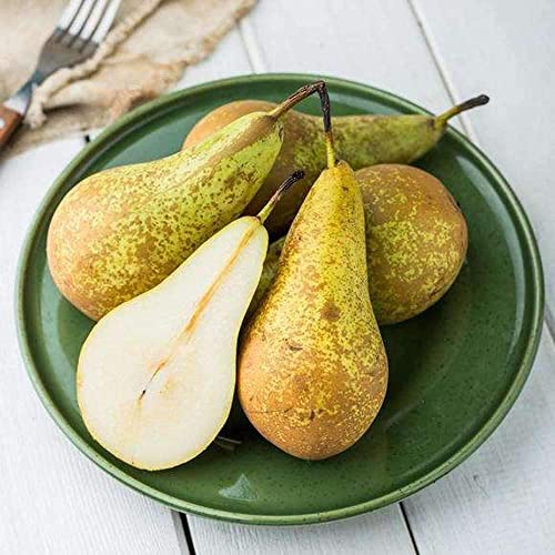 30 Semillas De Pera Perfumadas Decoran La Habitación Con Un Fuerte Aroma Fruta Jugosa Forma Hermosa Método De Cultivo Sencillo Añadir Una Vista A La Granja De Jardín