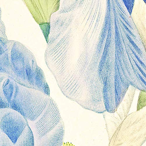 AMANUO Redoute Impresiones Pinturas Famosas sobre Lienzo Floral 35X50 cm Cuadros Enrollada - Iris Pallida