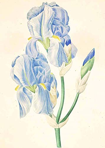 AMANUO Redoute Impresiones Pinturas Famosas sobre Lienzo Floral 35X50 cm Cuadros Enrollada - Iris Pallida