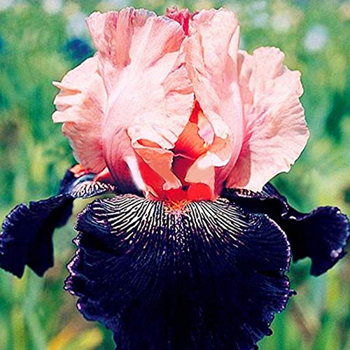 Benoon Iris Germanica Seeds, 50Pcs / Bag Iris Germanica Seeds Semillas De Flores Naturales Frescas Perennes Viables Para Balcón Semillas de Iris Germanica