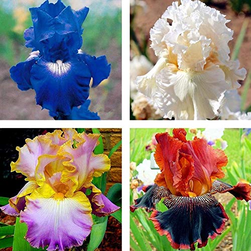 Benoon Iris Germanica Seeds, 50Pcs / Bag Iris Germanica Seeds Semillas De Flores Naturales Frescas Perennes Viables Para Balcón Semillas de Iris Germanica