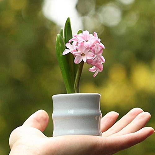 Benoon Semillas De Jacinto, 100Pcs / Bolsa Semillas De Jacinto Semillas De Hyacinthus Orientalis Compactas Y Saludables De Alto Rendimiento Naturales Para Jardín Rosa