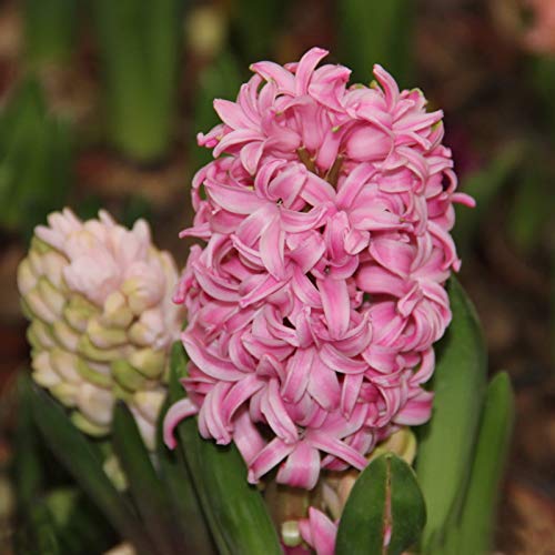 Benoon Semillas De Jacinto, 100Pcs / Bolsa Semillas De Jacinto Semillas De Hyacinthus Orientalis Compactas Y Saludables De Alto Rendimiento Naturales Para Jardín Rosa