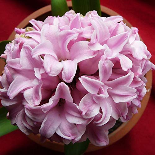 Benoon Semillas De Jacinto, 100Pcs / Bolsa Semillas De Jacinto Semillas De Hyacinthus Orientalis Compactas Y Saludables De Alto Rendimiento Naturales Para Jardín Rosa