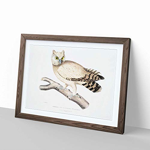 Big Box Art Coromandel Owl by John Edward - Póster decorativo (62 x 45 cm), diseño de búho