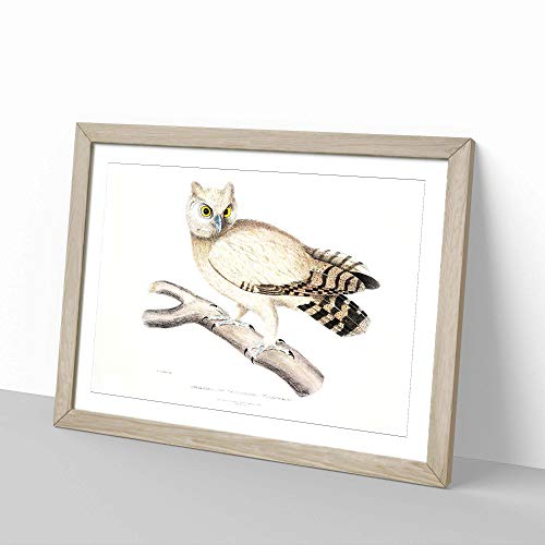 Big Box Art Coromandel Owl by John Edward - Póster decorativo (62 x 45 cm), diseño de búho