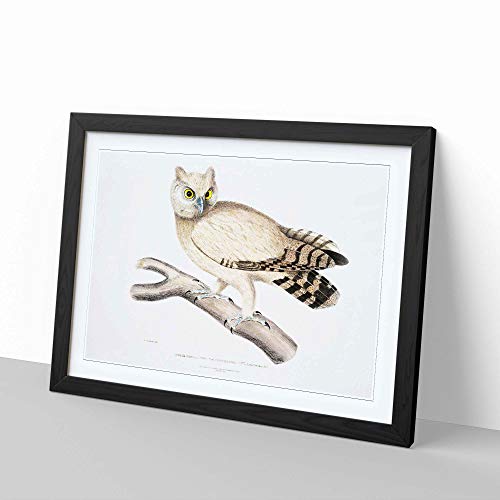 Big Box Art Coromandel Owl by John Edward - Póster decorativo (62 x 45 cm), diseño de búho