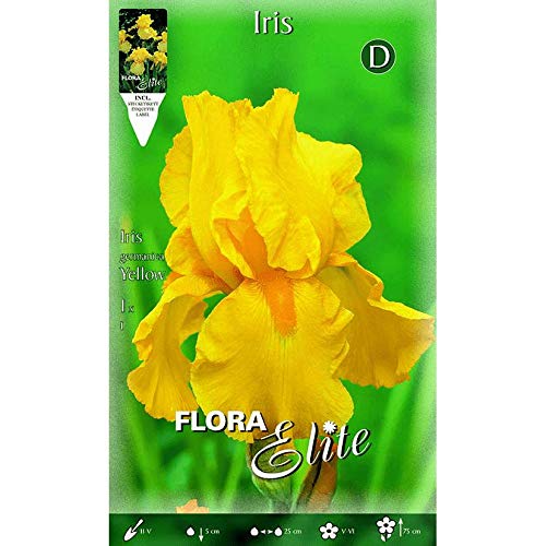 Bulbo Iris germánica amarillo 1 unidad
