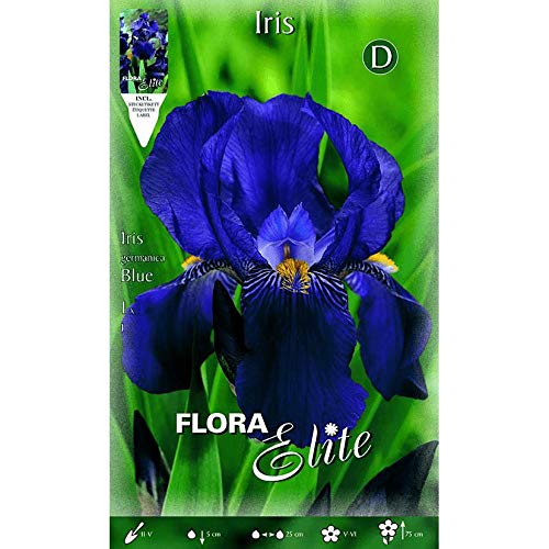 Bulbo Iris germánica azul 1 unidad