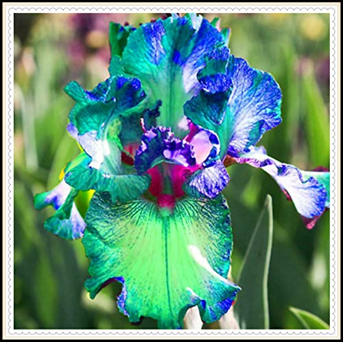 Bulbos de iris/Iris barbudos/Flores únicas/Perfecto para la decoración del hogar/Jardinería/Paisajismo/Regalos sorpresa-15 Bulbos,D