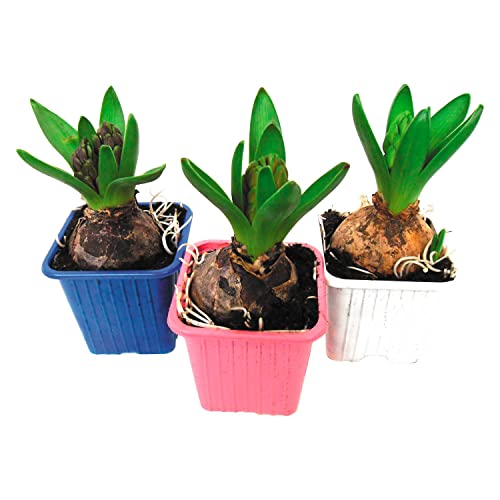 Duo de Bulbos de Jacinto DECOALIVE Bulbos de Hyacinthus Orientalis