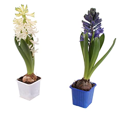 Duo de Bulbos de Jacinto DECOALIVE Bulbos de Hyacinthus Orientalis