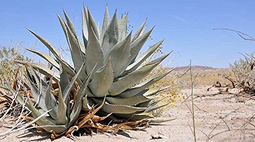 Jarabe de Agave Orgánico - Dark & ​​Raw 250ml