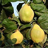 Las semillas de membrillo (Cydonia oblonga árbol) 15 + Semillas (15+)