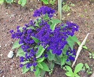 Más de 50 semillas de flor de heliotropo azul marino Mini/Perenne
