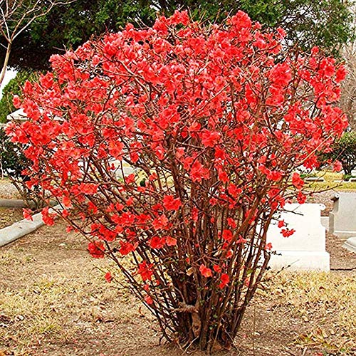 membrillo floración, Cydonia oblonga frutas de pepita de sabor ligeramente ácido 25 semillas