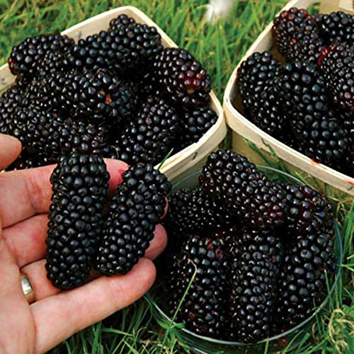 Oce180anYLVUK Semillas De Frambuesa Negra, Bolsa De 200 Piezas Semillas De Frambuesa Negra Deliciosas Semillas De Fruta De Frambuesa Negra Dulce Para El Hogar Semillas de mora #