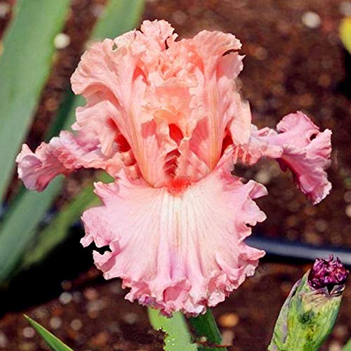 Oce180anYLVUK Semillas De Iris Germánicas, 50 Piezas/Bolsa Semillas De Iris Germánicas Semillas De Flores Perennes Viables Para Balcón Semillas de Iris Germanica