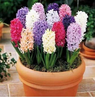 Pinkdose Genuino holandés champán hyacinthus bonsais flor bonsais bonsai balcón Hyacinthus Orientalis bonsais 5pcs: A16