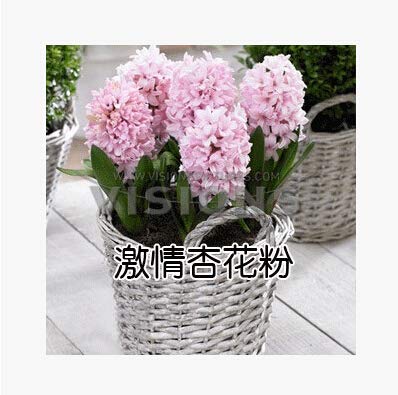 Pinkdose Genuino holandés champán hyacinthus bonsais flor bonsais bonsai balcón Hyacinthus Orientalis bonsais 5pcs: A16