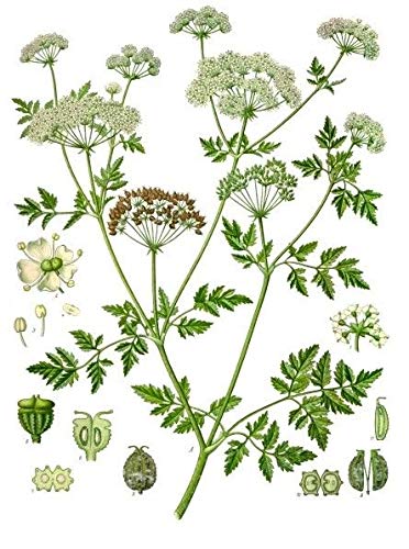 Portal Cool 50 Semillas de la Conium maculatum, cicuta, Australia zanahoria helecho