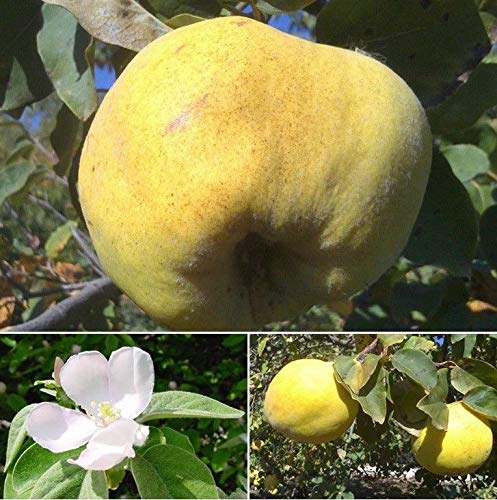 Portal Cool Hardy Ãrboles frutales, membrillo, Cydonia oblonga, pequeño árbol, planta ornamental, comestible