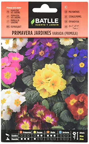 Primavera JARDINES - PRIMULA