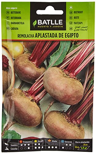 Remolacha mesa Aplastada Egipto