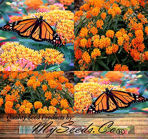 ScoutSeed (50) Butterflyweed Milkweed, Asclepias tuberosa, semillas - flor de naranja agrupada