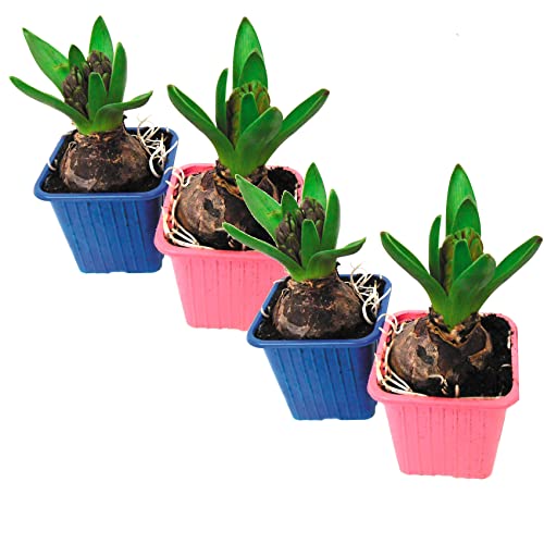 Set de 4 Bulbos de Jacinto de Colores DECOALIVE Bulbos de Hyacinthus Orientalis
