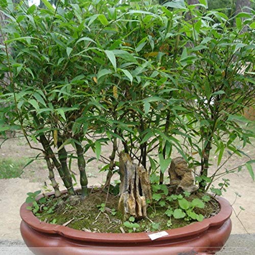 TENGGO Egrow 60Pcs/Pack Chinese Mini Moso Bamboo Semillas Phyllostachys Heterocycla Courtyard Moso Bamboo para DIY Home Garden Planta