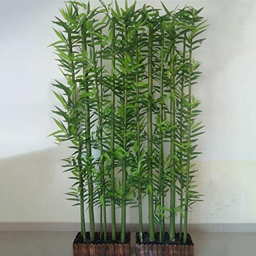 TENGGO Egrow 60Pcs/Pack Chinese Mini Moso Bamboo Semillas Phyllostachys Heterocycla Courtyard Moso Bamboo para DIY Home Garden Planta