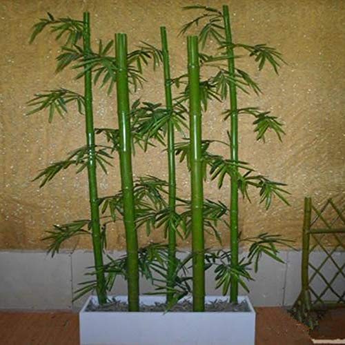 TENGGO Egrow 60Pcs/Pack Chinese Mini Moso Bamboo Semillas Phyllostachys Heterocycla Courtyard Moso Bamboo para DIY Home Garden Planta