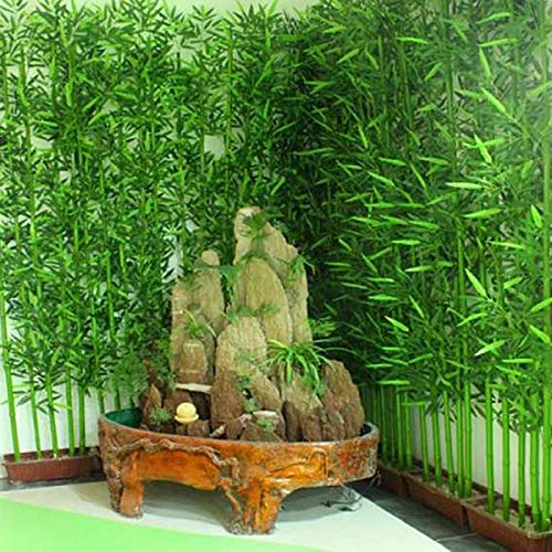 TENGGO Egrow 60Pcs/Pack Chinese Mini Moso Bamboo Semillas Phyllostachys Heterocycla Courtyard Moso Bamboo para DIY Home Garden Planta