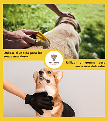 The Murph Store, Cepillo Perros o gatos + Guante Quita pelos perro, Cepillo para Perros, Cepillo para Perros Pelo Corto, Cepillo para Perros Pelo Largo, Guante Quita pelos Mascota, Quitapelos