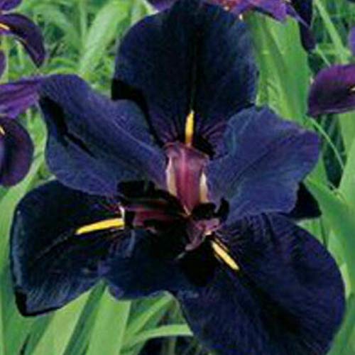 TOYHEART 50 Piezas De Semillas De Flores De Primera Calidad, Semillas De Iris Germanica, Semillas De Flores Naturales Frescas Perennes Viables para Balcón Multi