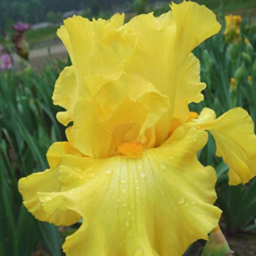 TOYHEART 50 Piezas De Semillas De Flores De Primera Calidad, Semillas De Iris Germanica, Semillas De Flores Naturales Frescas Perennes Viables para Balcón Multi