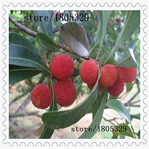 10 PC / paquete, semillas madroño semillas Myrica rubra semillas de arrayán rojo madroño perennes sabor semillas de árboles de fruta dulce
