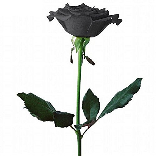 100 piezas semillas de la planta Flor Misteriosa Negro Rose Rose hermosa Negro