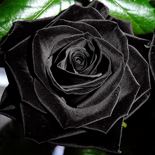 100 piezas semillas de la planta Flor Misteriosa Negro Rose Rose hermosa Negro
