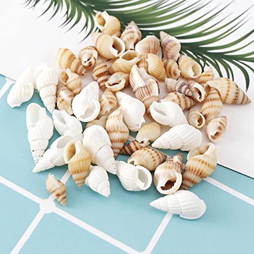 100 Pzs Conchas En Espiral De 6 Estilos, Conchas De Mar Conchas De Playa Mixtas, Conchas De Mar Decoracion, Caracolas De Mar Para Joyas, Pulseras, Manualidades, Acuario Y Relleno De Jarrones