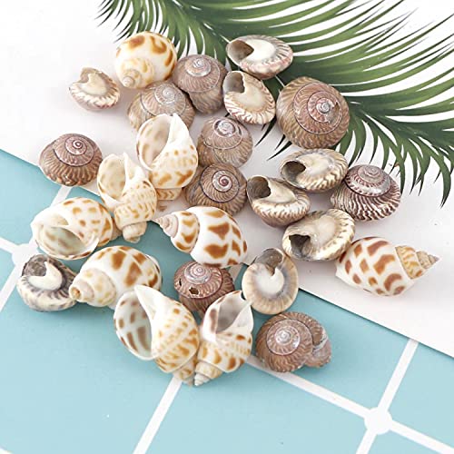 100 Pzs Conchas En Espiral De 6 Estilos, Conchas De Mar Conchas De Playa Mixtas, Conchas De Mar Decoracion, Caracolas De Mar Para Joyas, Pulseras, Manualidades, Acuario Y Relleno De Jarrones