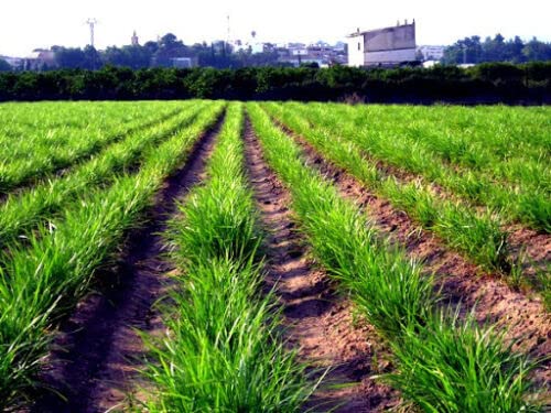 12 Tubercules d 'AMANDE DE TERRE (Cyperus Esculentus Sativus) H397 CHUFA TUBERS