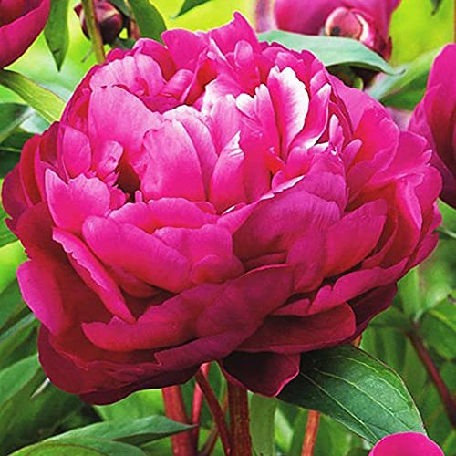1x Rizoma Peonias Plantas de exterior Peonias bulbos Peonias rosas Plantas ornamentales Peonia Karl Rosenfield