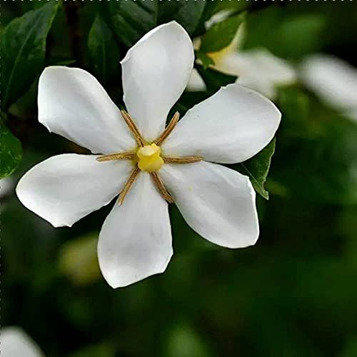 50 Piezas Semillas De Gardenia El Color De La Flor Es Aromático Y Elegante Color De Hoja Perenne Jardín Flores Ornamentales Decoración Del Paisaje Ramo Fácil De Cuidar De La Plantación
