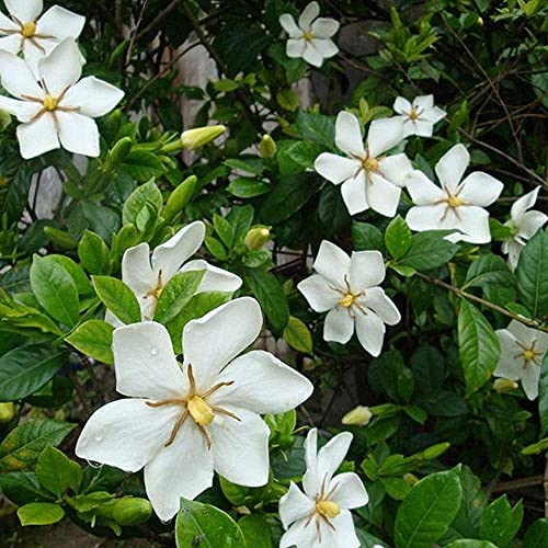 50 Piezas Semillas De Gardenia El Color De La Flor Es Aromático Y Elegante Color De Hoja Perenne Jardín Flores Ornamentales Decoración Del Paisaje Ramo Fácil De Cuidar De La Plantación